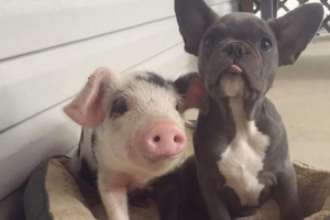 Piggy i francuski buldog štene postalo je prijateljstvo